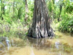 Bayou landscape